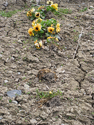 pansy unmulched